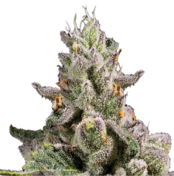 SLUGGERS 5- GRAM FLOWER - Image 9